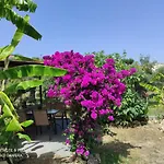 Aglaia House